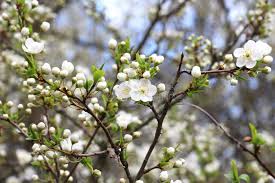Attēlu rezultāti vaicājumam “Prunus cerasifera var. divaricata flower”