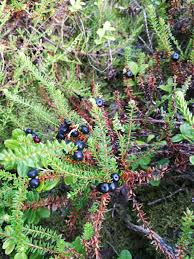 Attēlu rezultāti vaicājumam “Empetrum nigrum”