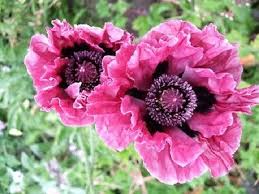 Attēlu rezultāti vaicājumam “Papaver orientale  flower”