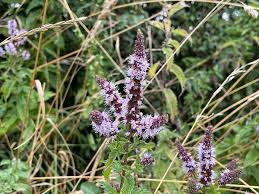 Attēlu rezultāti vaicājumam “Mentha spicata flower”