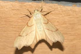 Attēlu rezultāti vaicājumam “Ennomos erosaria”