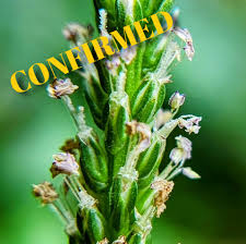 Attēlu rezultāti vaicājumam “Plantago media bud”