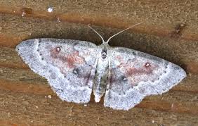 Attēlu rezultāti vaicājumam “Cyclophora albipunctata”