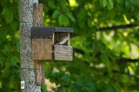 Attēlu rezultāti vaicājumam “Muscicapa striata nest”
