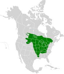 Image result for Sander canadensis