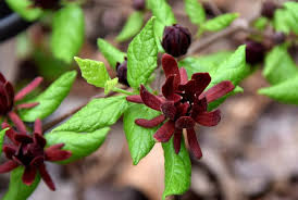 Attēlu rezultāti vaicājumam “Calycanthus floridus”