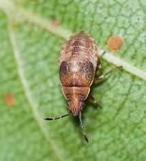 Attēlu rezultāti vaicājumam “Kleidocerys resedae”