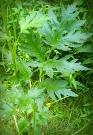 Attēlu rezultāti vaicājumam “Heracleum sphondylium subsp. sibiricum”