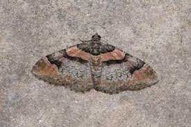 Attēlu rezultāti vaicājumam “Catarhoe rubidata”