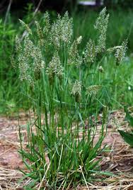 Attēlu rezultāti vaicājumam “Anthoxanthum odoratum”