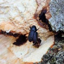 Attēlu rezultāti vaicājumam “Hylastes sp.”