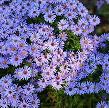 Image result for Aster