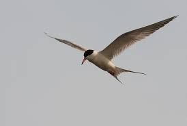 Image result for Sterna forsteri