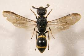 Attēlu rezultāti vaicājumam “Xysticus bifasciatus female”