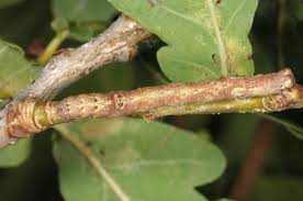 Attēlu rezultāti vaicājumam “Plagodis pulveraria”