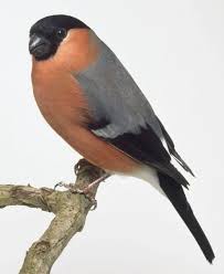 Attēlu rezultāti vaicājumam “Pyrrhula pyrrhula”