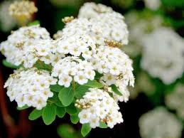 Attēlu rezultāti vaicājumam “Spiraea”