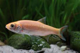 Attēlu rezultāti vaicājumam “Leuciscus idus”