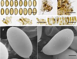 Attēlu rezultāti vaicājumam “Badhamiopsis praetermissa spores”