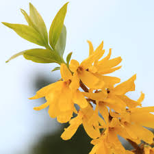 Attēlu rezultāti vaicājumam “Forsythia viridissima”