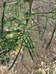 Attēlu rezultāti vaicājumam “Sisymbrium altissimum leaf”