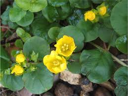 Image result for Lysimachia nummularia