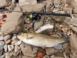 Image result for Squalius vardarensis