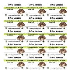 Attēlu rezultāti vaicājumam “Grifola frondosa”