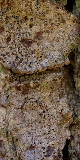 Attēlu rezultāti vaicājumam “Arthonia byssacea”