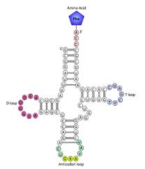 Image result for the end of the t-loop structure