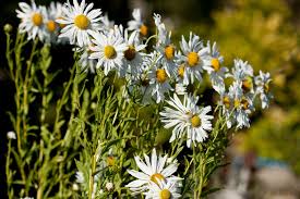 Image result for Leucanthemella serotina