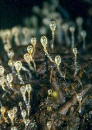 Attēlu rezultāti vaicājumam “Pilobolus crystallinus”