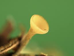 Attēlu rezultāti vaicājumam “Hymenoscyphus sp.”