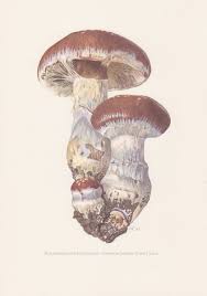 Attēlu rezultāti vaicājumam “Cortinarius praestans”