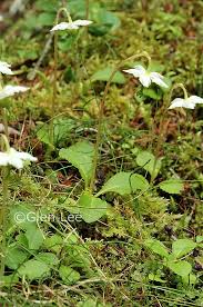 Attēlu rezultāti vaicājumam “Moneses uniflora leaf”