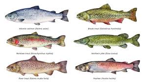 Image result for Salmo trutta trutta