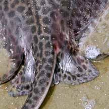 Image result for Himantura uarnak