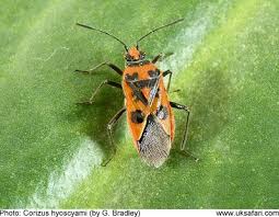 Attēlu rezultāti vaicājumam “Corizus hyoscyami”