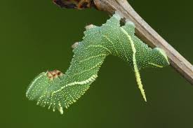 Attēlu rezultāti vaicājumam “Laothoe amurensis”