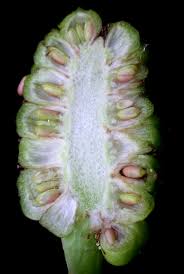 Attēlu rezultāti vaicājumam “Calla palustris fruit”