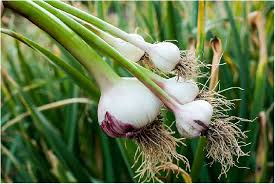 Attēlu rezultāti vaicājumam “Allium sativum fruit”