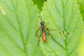 Attēlu rezultāti vaicājumam “Tenthredo campestris”