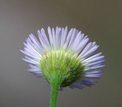 Attēlu rezultāti vaicājumam “Erigeron annuus leaf”