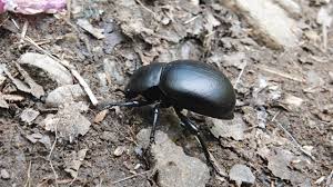 Attēlu rezultāti vaicājumam “Tenebrionidae”