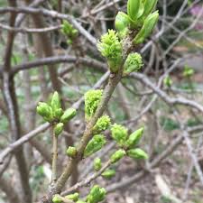 Attēlu rezultāti vaicājumam “Chionanthus virginicus flower”