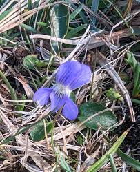 Attēlu rezultāti vaicājumam “Viola canina flower”
