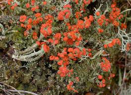 Attēlu rezultāti vaicājumam “Cladonia floerkeana”