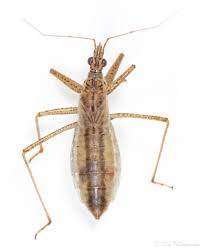 Attēlu rezultāti vaicājumam “Nabis limbatus”