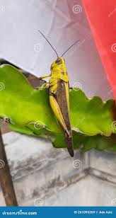 Attēlu rezultāti vaicājumam “Stethophyma grossum”