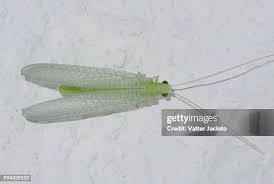 Attēlu rezultāti vaicājumam “Chrysopidae imago”